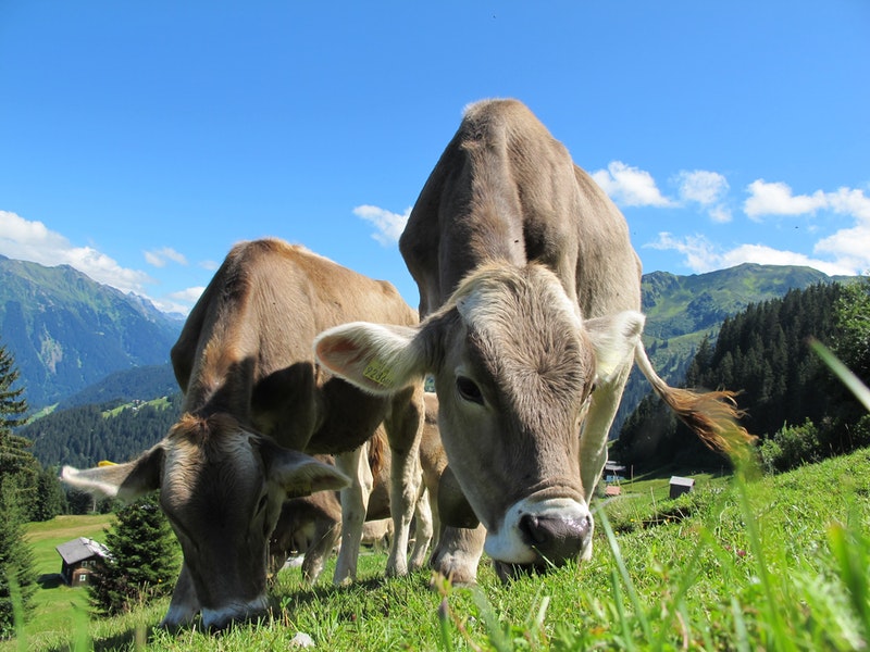 Animals We Eat And Their Disgusting Diet 3CFR
