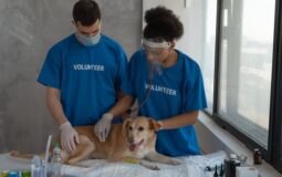 Can Pet Vaccination Prevent Parasites and Dental Issues?